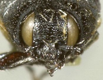 Media type: image;   Entomology 24412 Aspect: head frontal view